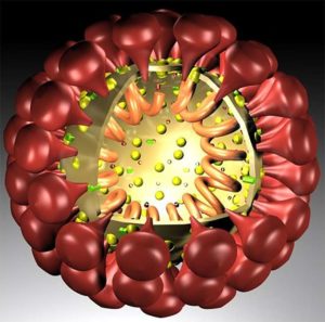3D model of the coronavirus Alphacoronavirus 1
