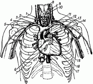 Projection of the heart, the valves and large vessels on the anterior chest wall